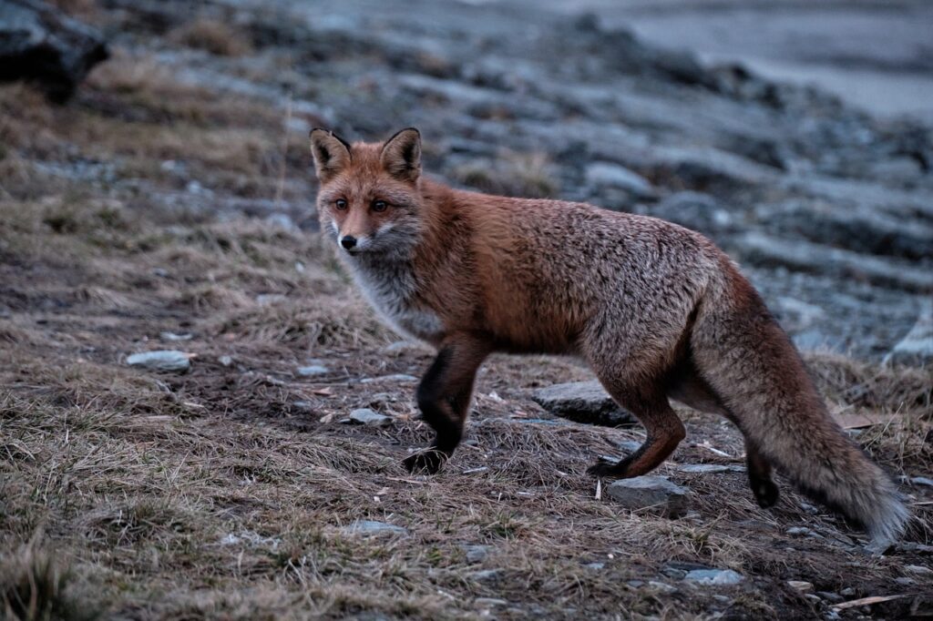 Redfoxbet Güvenilir mi?