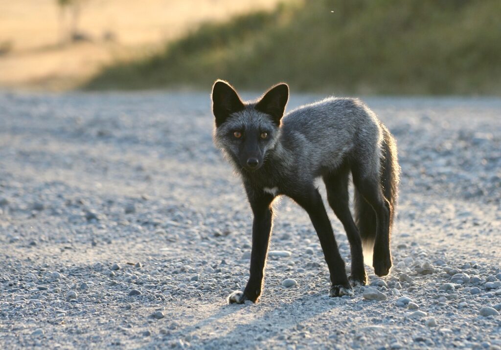 Redfoxbet Güvenilirlik