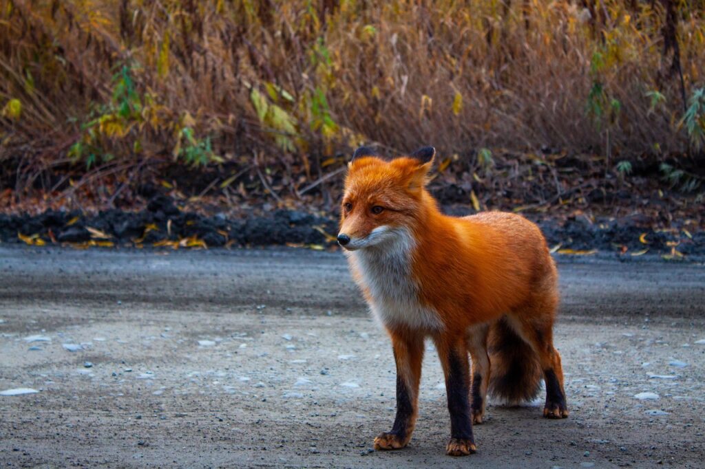 Redfoxbet Mobil Slotları